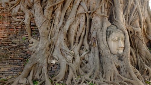 #ForçaDosChakres: Primeiro chakra e nossa conexão com a terra